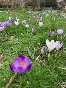 violett und weiß Krokusse blumen