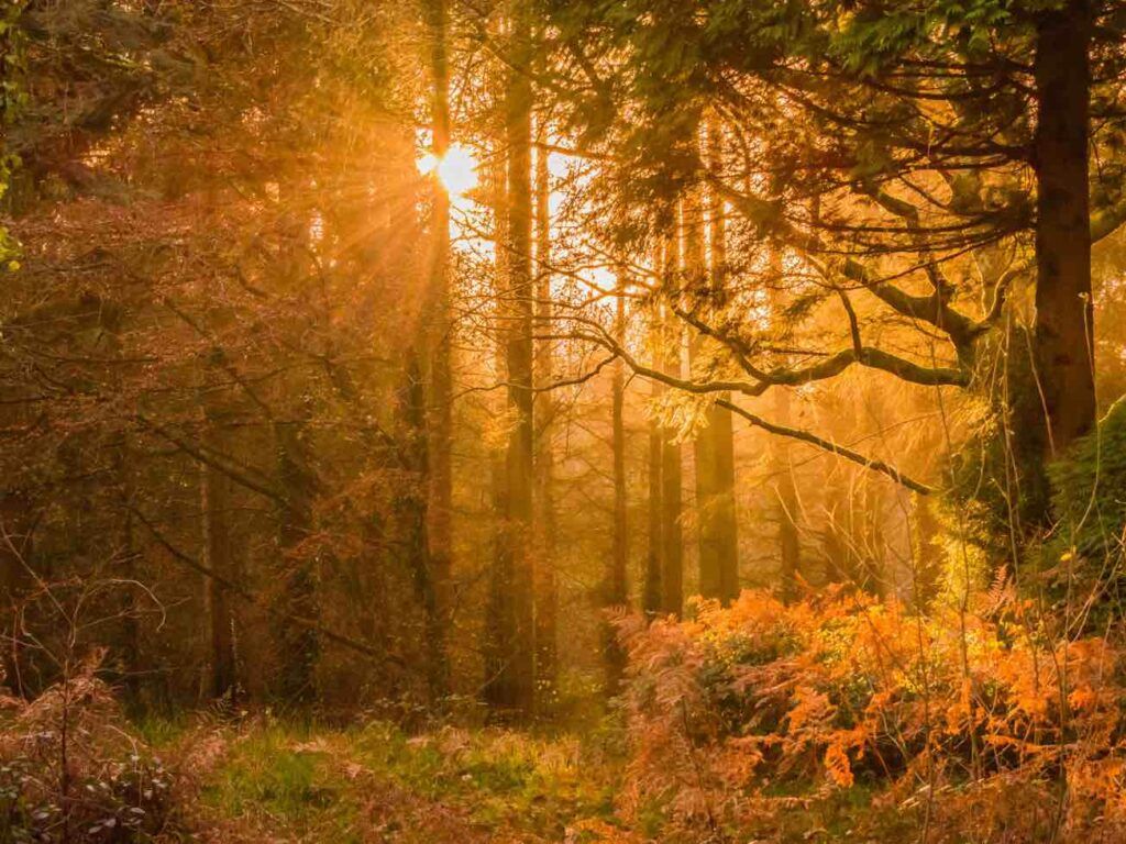 Autumnal landscape