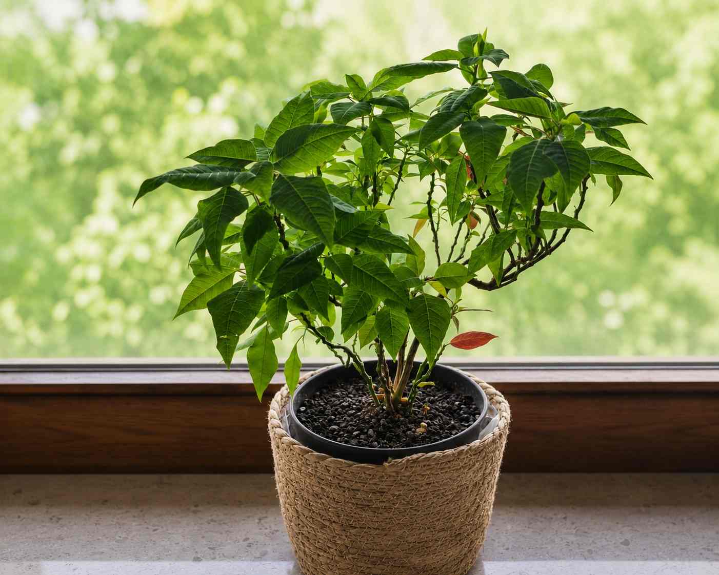 Mexican poinsettia growing on a German windowsill