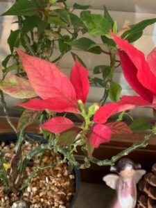 Mexican poinsettia with red leaves and yellow flowers