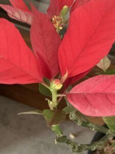 Close-up of my Mexican poinsettia blooming in spring